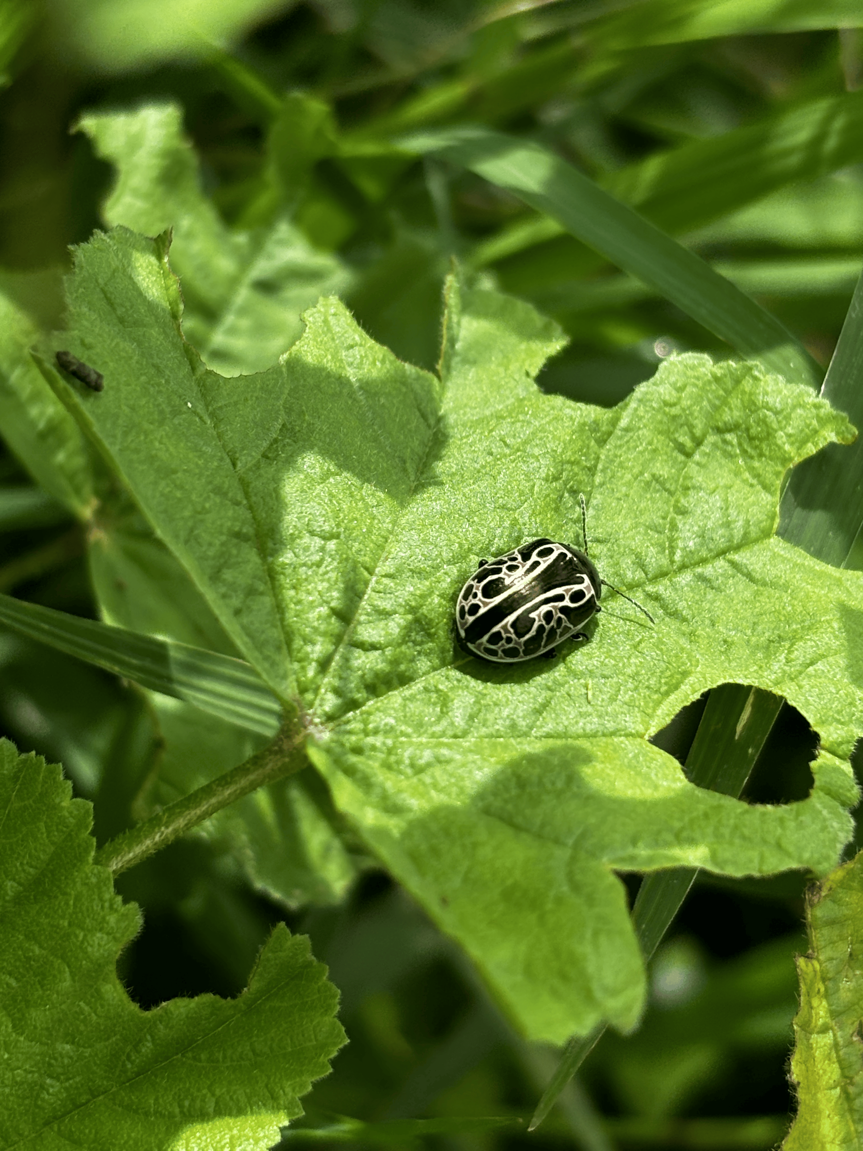 Sustainable Farming