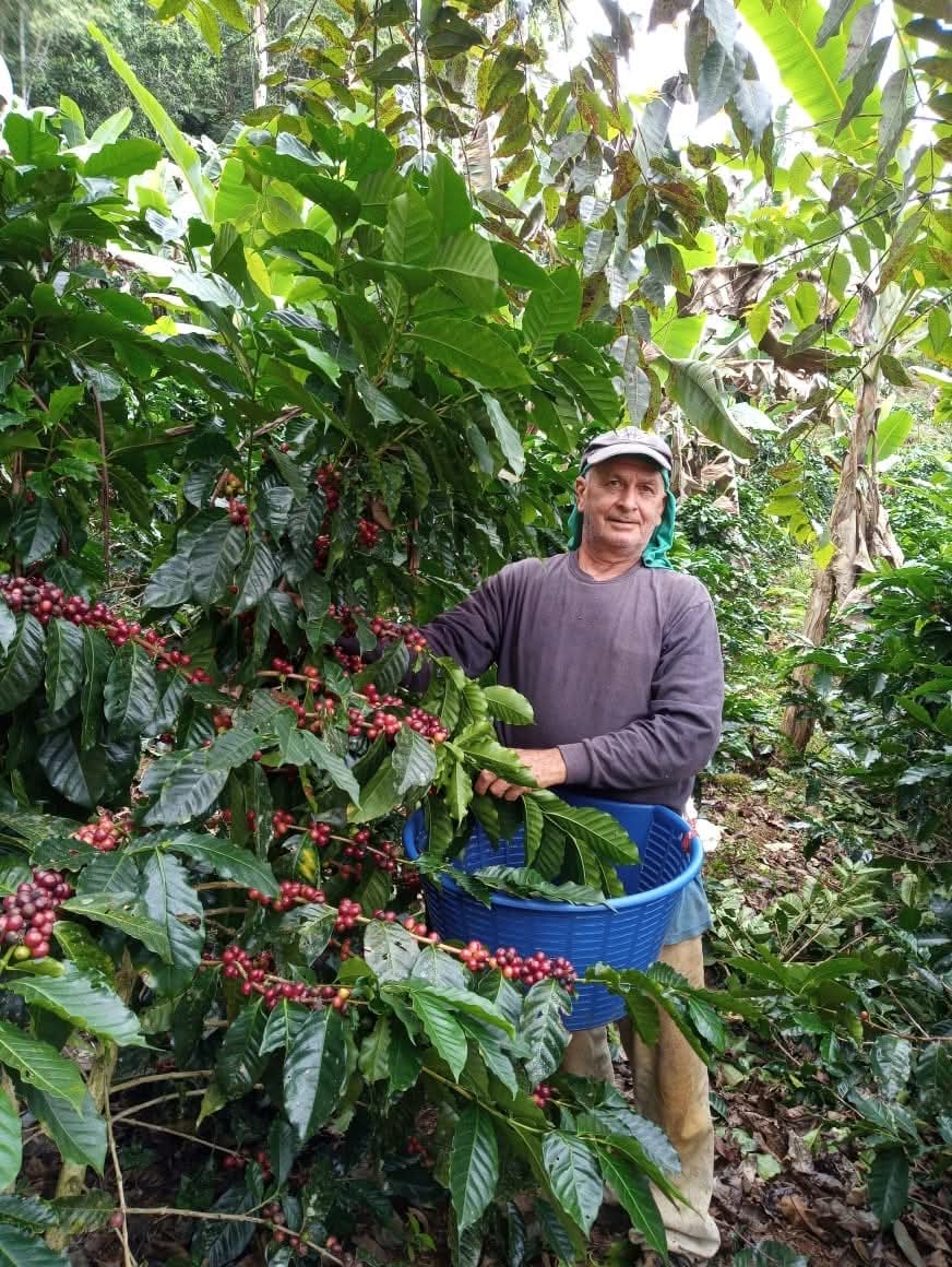 Grandfather harvesting coffee