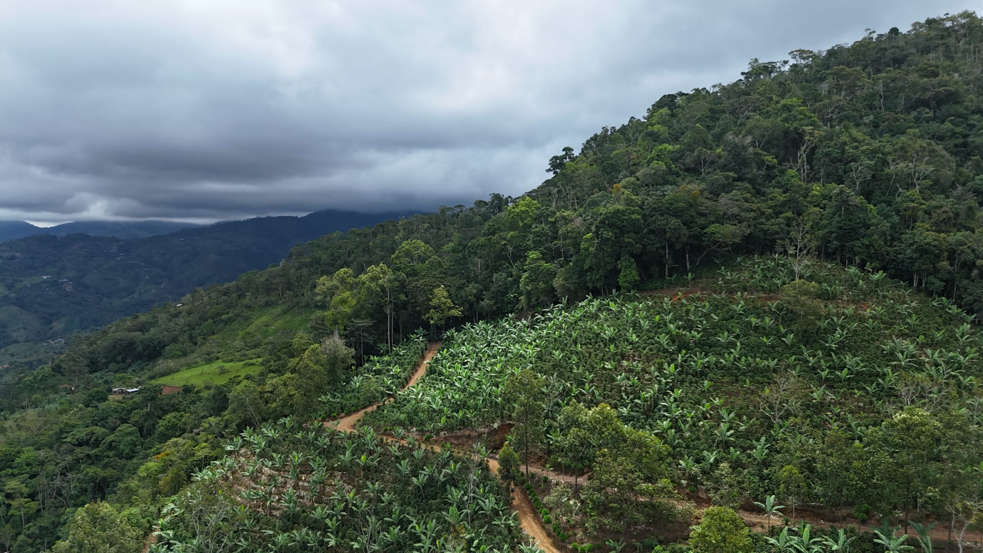 Mountainside coffee farm