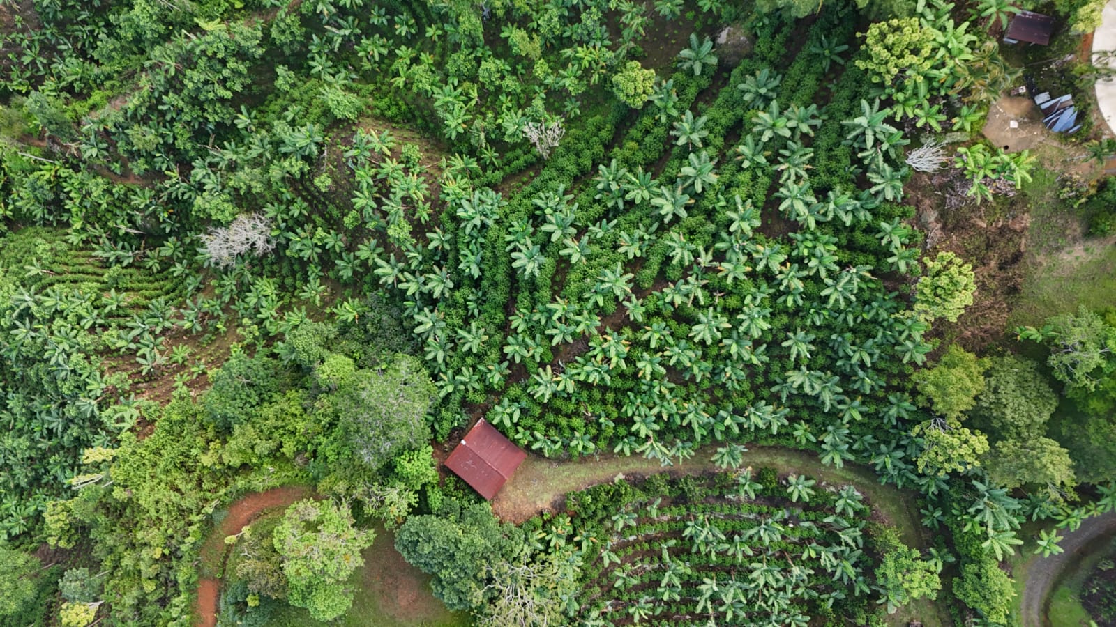 Grandfather harvesting coffee